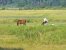 PICTURES/Chincoteague Island/t_Chincoteague Ponies4.JPG